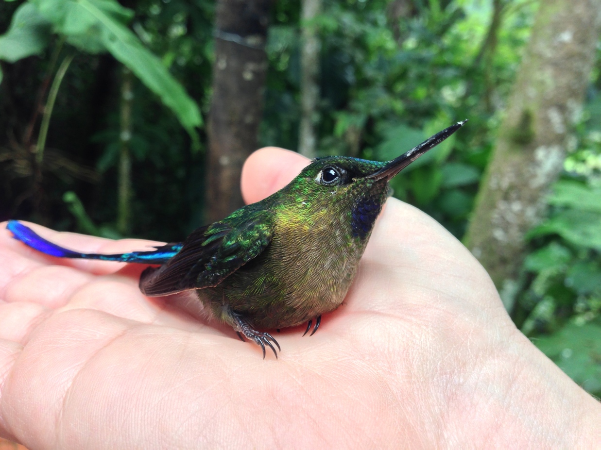 I held a hummingbird in my hand today.