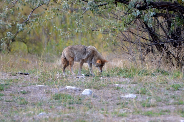 A coyote not caring about us at all