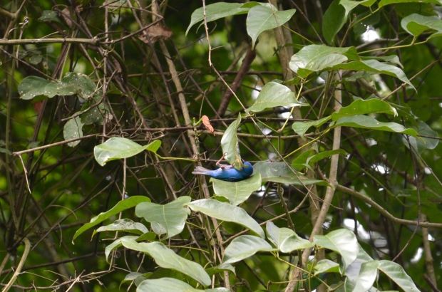 Blue Dacnis. When birds are lazy.