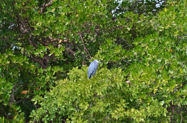 I could count on this Little Blue Heron every time I looked out at the marina.