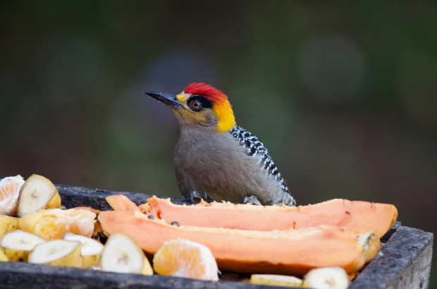 Golden-cheeked Woodpecker (male) Mexico